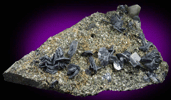 Molybdenite, Fluorite, Quartz, Muscovite from (Piaotang Mine, Xihuashan ore field), (Dayu, Ganzhou, Jiangxi), China