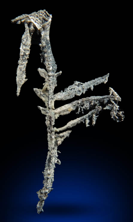 Silver (arborescent crystals) from Andres del Rio District, Batopilas, Chihuahua, Mexico