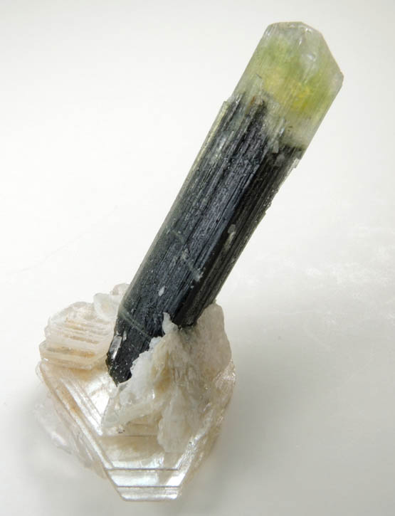 Elbaite Tourmaline on Muscovite from Stak Nala, Skardu Road, Baltistan, Gilgit-Baltistan, Pakistan