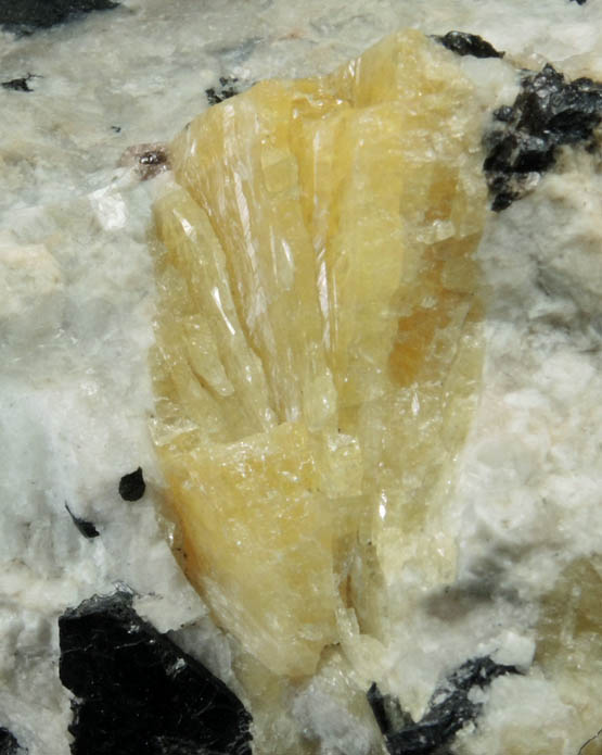 Leucophanite with Aegirine in Nepheline from Langesundsfjorden, Larvik, Vestfold, Norway (Type Locality for Leucophanite)