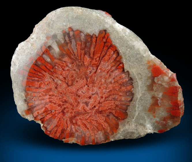 Quartz var. Chalcedony pseudomorph after Horn Coral (fossilized Horn Coral) from Woodland, Summit County, Utah