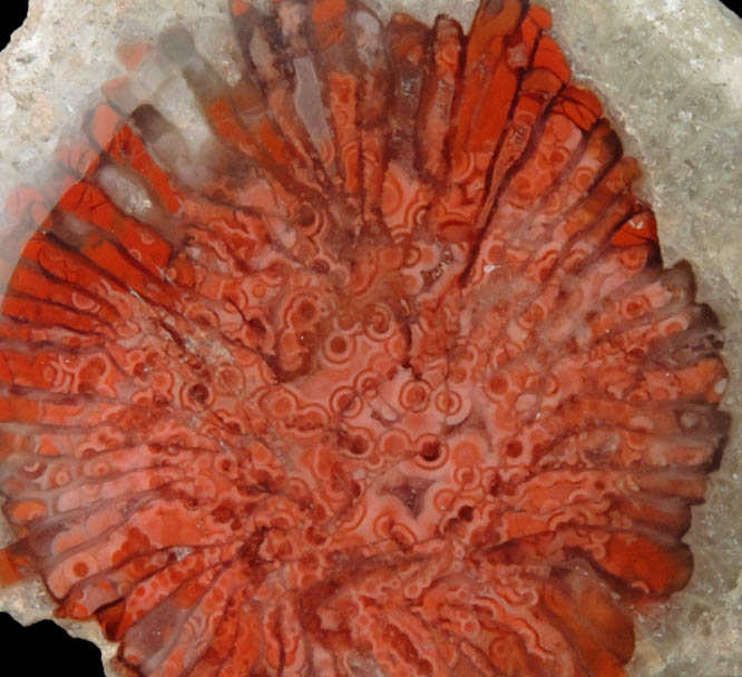 Quartz var. Chalcedony pseudomorph after Horn Coral (fossilized Horn Coral) from Woodland, Summit County, Utah