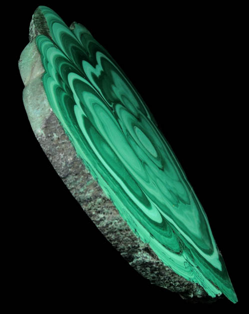 Malachite (concentric growth malachite polished slice) from Kolwezi Mining District, 240 km WNW of Lubumbashi, Katanga Copperbelt, Lualaba Province, Democratic Republic of the Congo