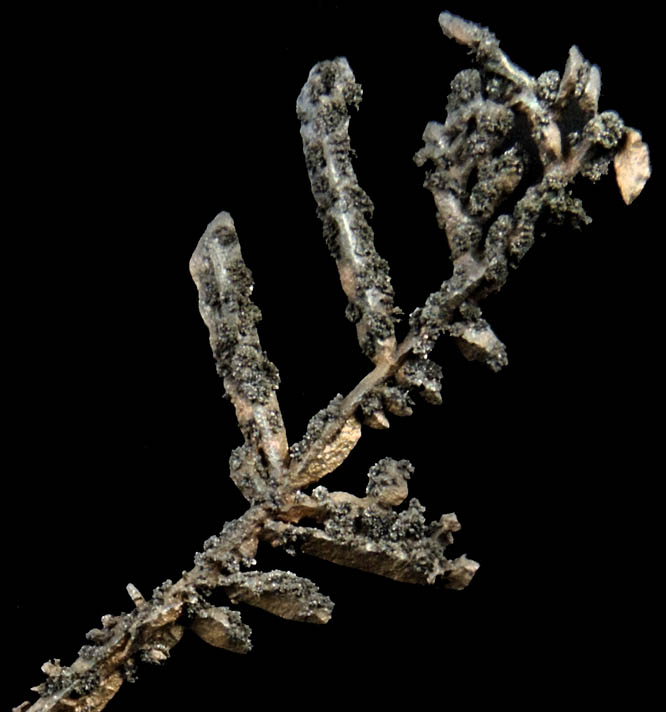 Silver from Andres del Rio District, Batopilas, Chihuahua, Mexico