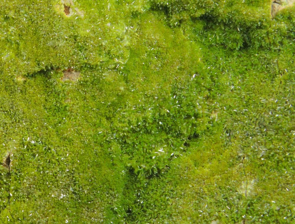 Pyromorphite from Wheatley Mine, Phoenixville District, Chester County, Pennsylvania