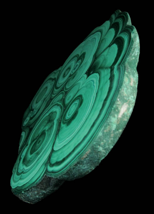 Malachite (concentric growth malachite polished slice) from Kolwezi Mining District, 240 km WNW of Lubumbashi, Katanga Copperbelt, Lualaba Province, Democratic Republic of the Congo