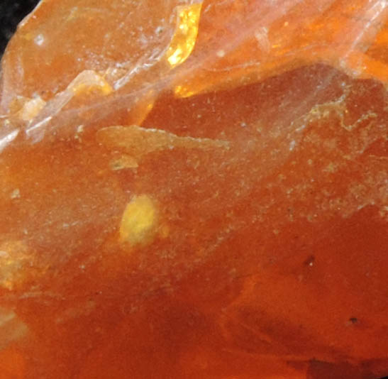 Amber with pollen inclusion from Sayreville Clay Pits, northwest of Kennedy Park, Sayreville, Middlesex County, New Jersey