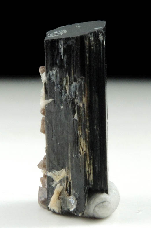 Arfvedsonite (rare terminated crystal) with Zircon from Hurricane Mountain, east of Intervale, Carroll County, New Hampshire