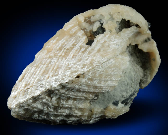 Calcite in Barbatia Clam Fossil from Ruck's Pit Quarry, Fort Drum, Okeechobee County, Florida