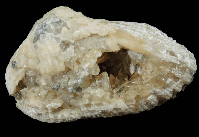 Calcite in Barbatia Clam Fossil from Ruck's Pit Quarry, Fort Drum, Okeechobee County, Florida