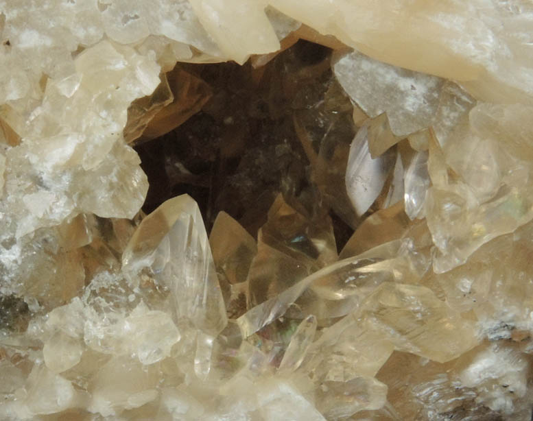 Calcite in Barbatia Clam Fossil from Ruck's Pit Quarry, Fort Drum, Okeechobee County, Florida