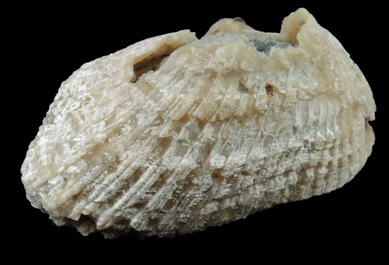 Calcite in Barbatia Clam Fossil from Ruck's Pit Quarry, Fort Drum, Okeechobee County, Florida