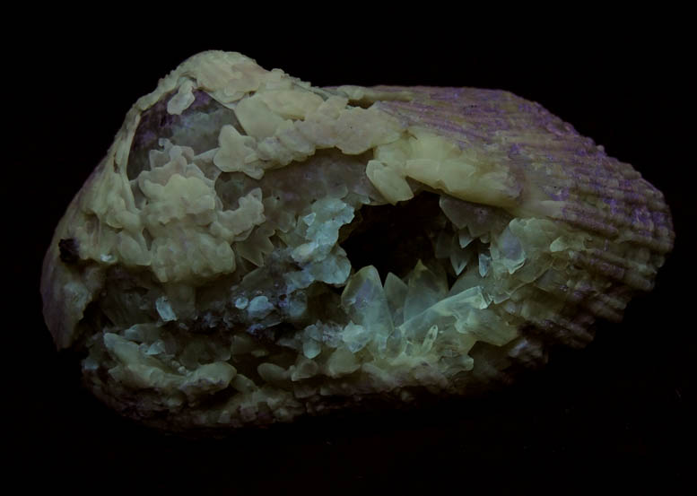 Calcite in Barbatia Clam Fossil from Ruck's Pit Quarry, Fort Drum, Okeechobee County, Florida