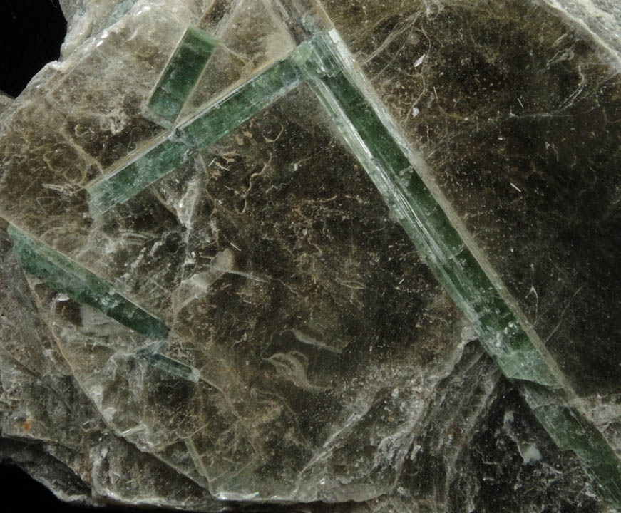 Elbaite Tourmaline in Muscovite from Strickland Quarry, Collins Hill, Portland, Middlesex County, Connecticut