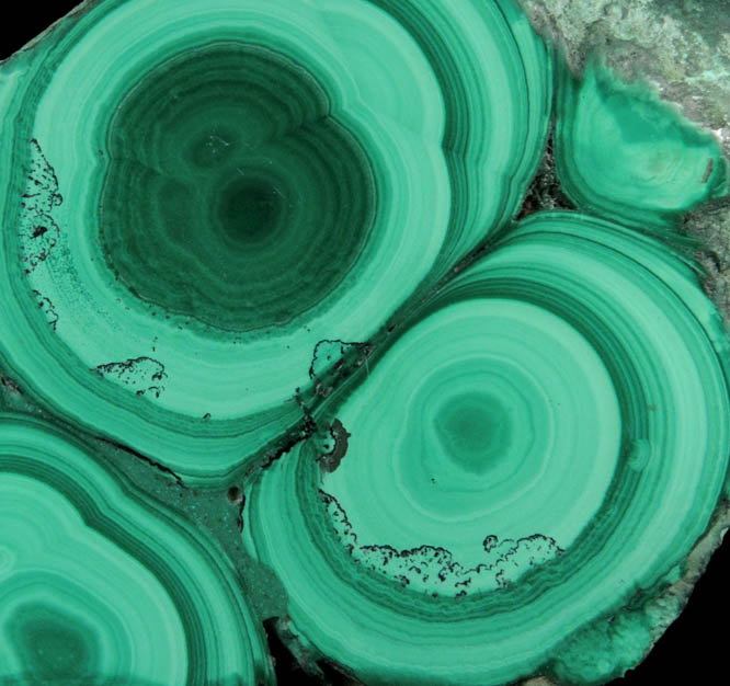 Malachite (concentric growth malachite polished slice) from Kolwezi Mining District, 240 km WNW of  Lubumbashi, Katanga Copperbelt, Lualaba Province, Democratic Republic of the Congo