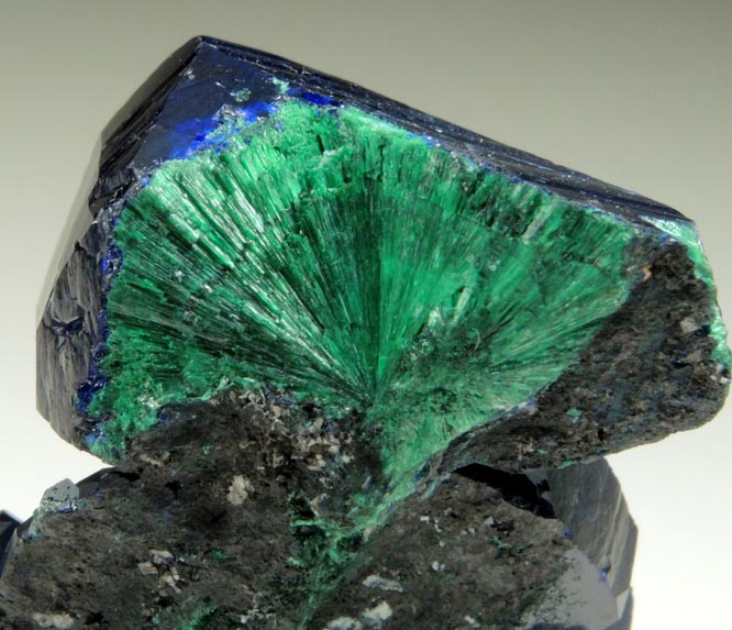 Azurite with fibrous Malachite cores from New Cornelia Mine, Ajo, Pima County, Arizona