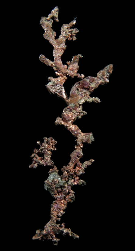 Copper (naturally crystallized native copper) from Cape Spencer, Nova Scotia, Canada