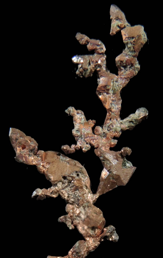 Copper (naturally crystallized native copper) from Cape Spencer, Nova Scotia, Canada
