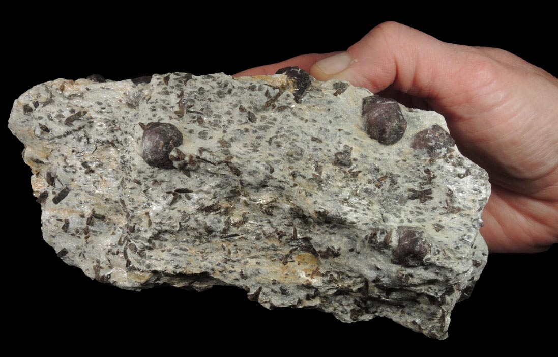 Almandine Garnet with Staurolite from Green's Farm, 750 m. ESE of Roxbury Falls, Roxbury, New Haven County, Connecticut