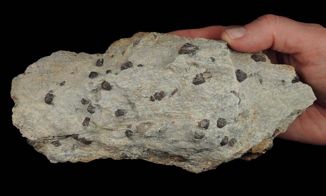 Almandine Garnet with Staurolite from Green's Farm, 750 m. ESE of Roxbury Falls, Roxbury, New Haven County, Connecticut