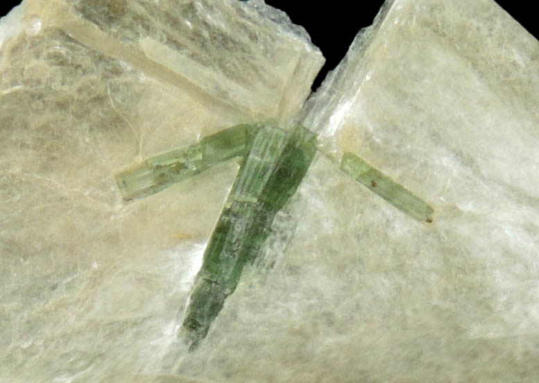 Elbaite Tourmaline in Muscovite from Strickland Quarry, Collins Hill, Portland, Middlesex County, Connecticut