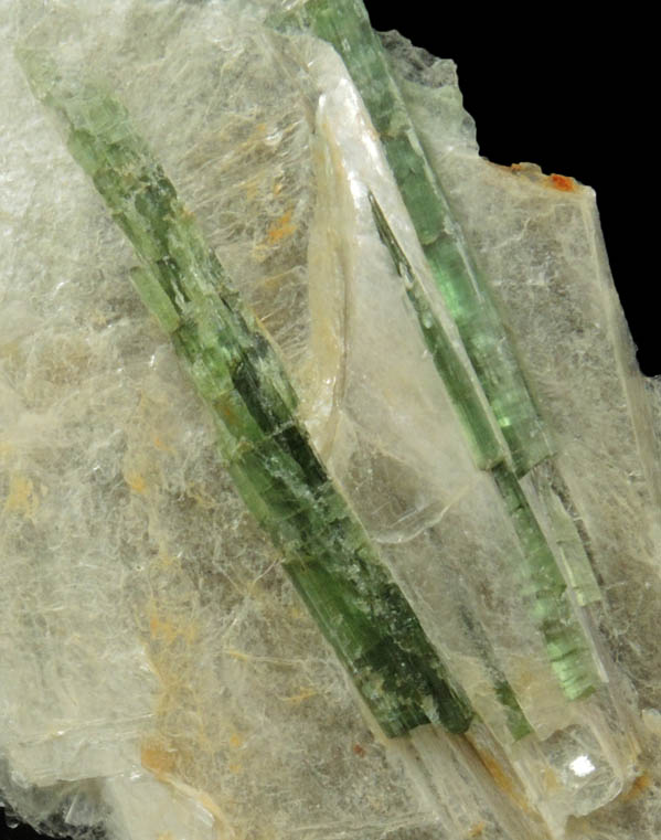 Elbaite Tourmaline in Muscovite from Strickland Quarry, Collins Hill, Portland, Middlesex County, Connecticut