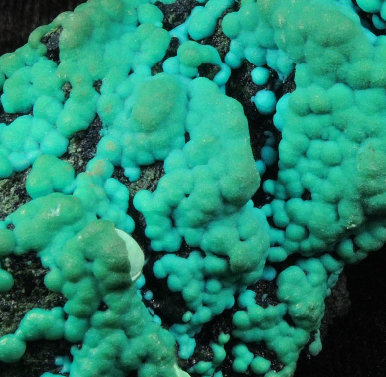 Chrysocolla over Tenorite from Lubumbashi, Katanga Copperbelt, Haut-Katanga Province, Democratic Republic of the Congo