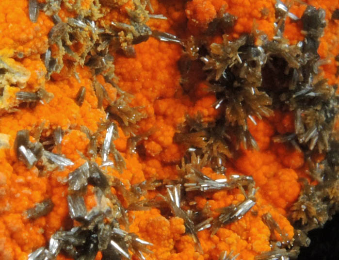 Vanadinite var. Endlichite on Descloizite from Chalk Mountain Mine, Churchill County, Nevada