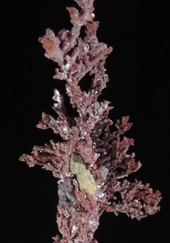 Copper (naturally crystallized native copper) with Cuprite coating from Itauz Mine, Karaganda Oblast', Kazakhstan