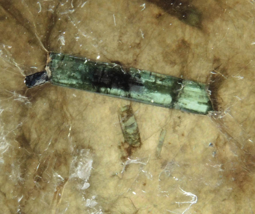 Elbaite Tourmaline in Muscovite from Harvard Quarry, Noyes Mountain, Greenwood, Oxford County, Maine