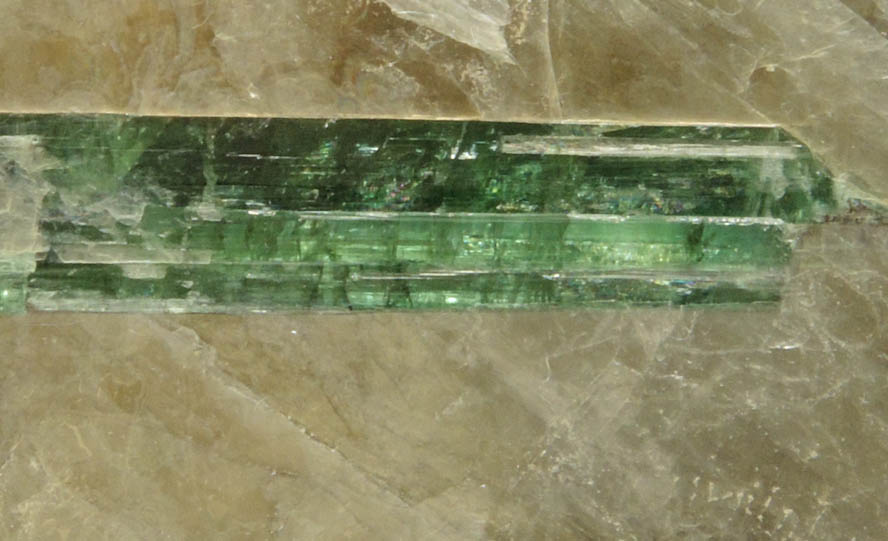 Elbaite Tourmaline in Muscovite from Harvard Quarry, Noyes Mountain, Greenwood, Oxford County, Maine