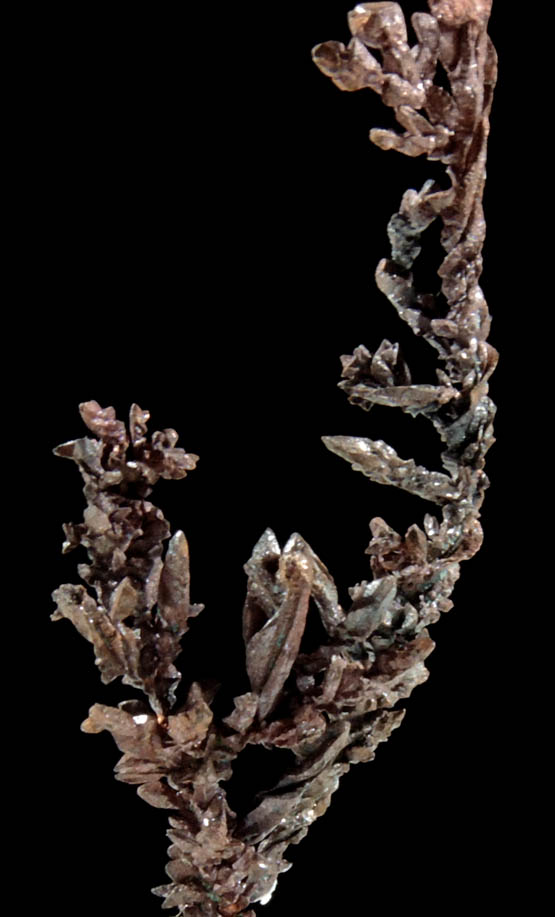 Copper (rare twisted native copper crystals) from Itauz Mine, Karaganda Oblast', Kazakhstan