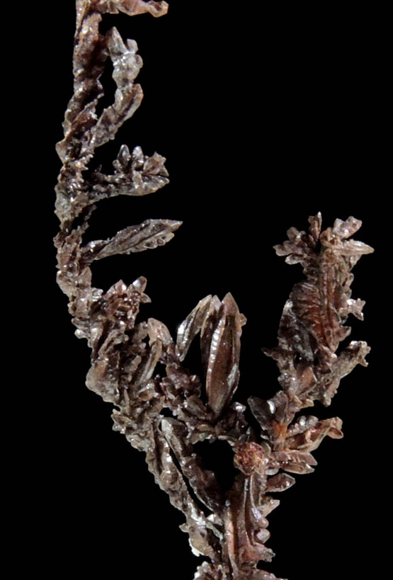 Copper (rare twisted native copper crystals) from Itauz Mine, Karaganda Oblast', Kazakhstan