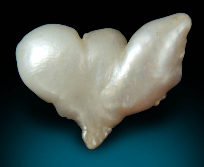 Pearl (freshwater) from Birdsong Creek, Camden, Benton County, Tennessee