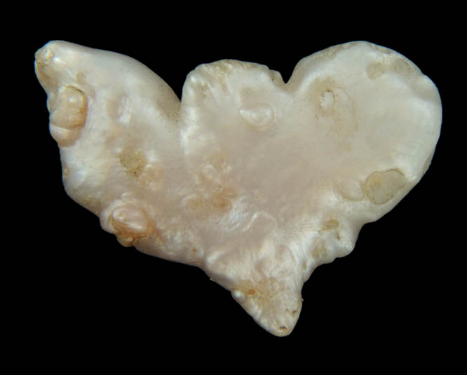 Pearl (freshwater) from Birdsong Creek, Camden, Benton County, Tennessee