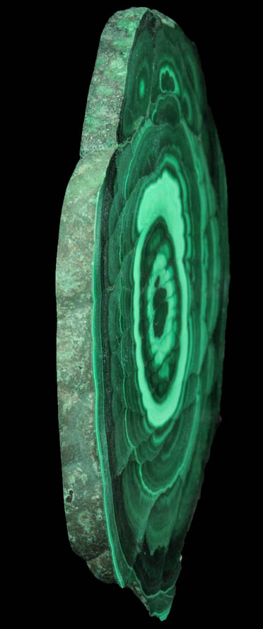 Malachite (polished slice of concentric-growth malachite) from Kolwezi Mining District, 240 km WNW of  Lubumbashi, Katanga Copperbelt, Lualaba Province, Democratic Republic of the Congo