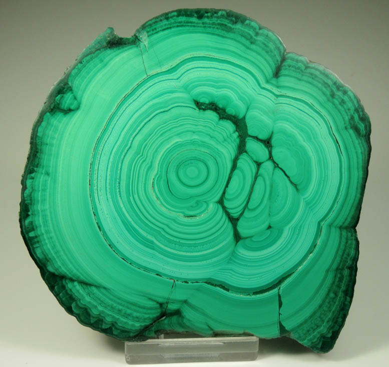 Malachite (polished slice of concentric-growth malachite stalactite) from Kolwezi Mining District, 240 km WNW of  Lubumbashi, Katanga Copperbelt, Lualaba Province, Democratic Republic of the Congo