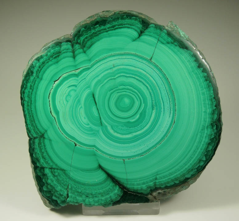 Malachite (polished slice of concentric-growth malachite stalactite) from Kolwezi Mining District, 240 km WNW of  Lubumbashi, Katanga Copperbelt, Lualaba Province, Democratic Republic of the Congo