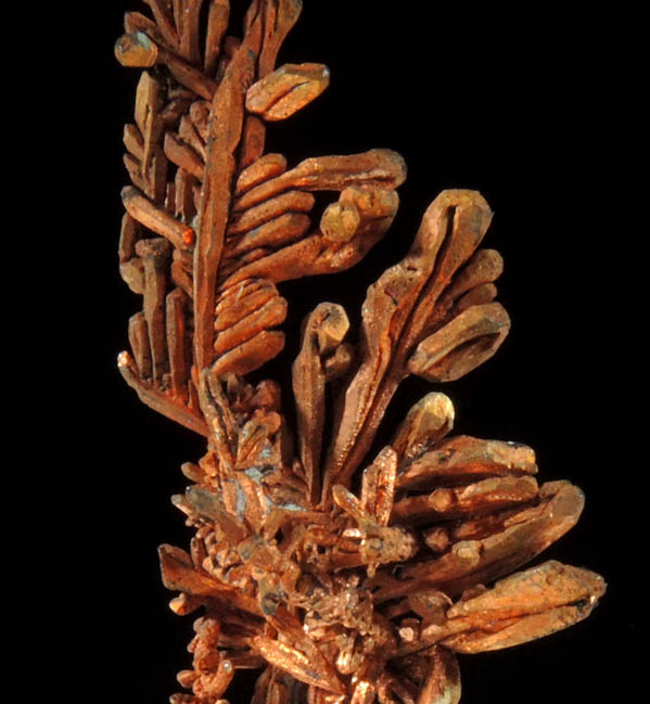 Copper (naturally crystallized native copper) from Onganja Mine, Seeis, Khomas, Namibia
