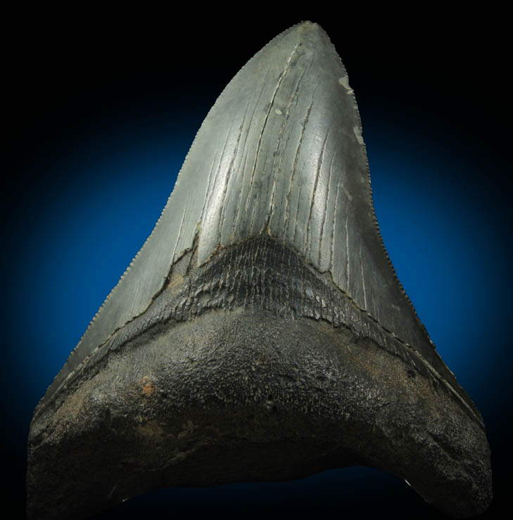 Fossilized Megalodon Shark's Tooth from Florida