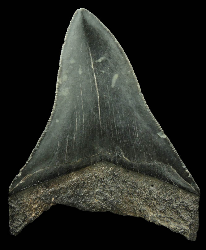 Fossilized Megalodon Shark's Tooth from Florida