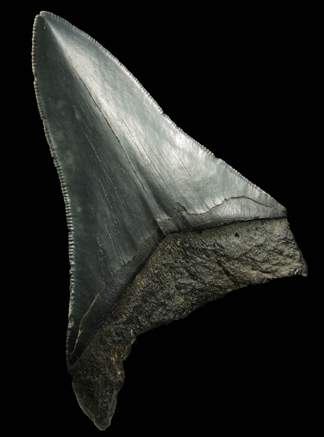 Fossilized Megalodon Shark's Tooth from Florida