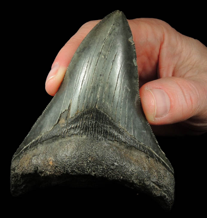 Fossilized Megalodon Shark's Tooth from Florida