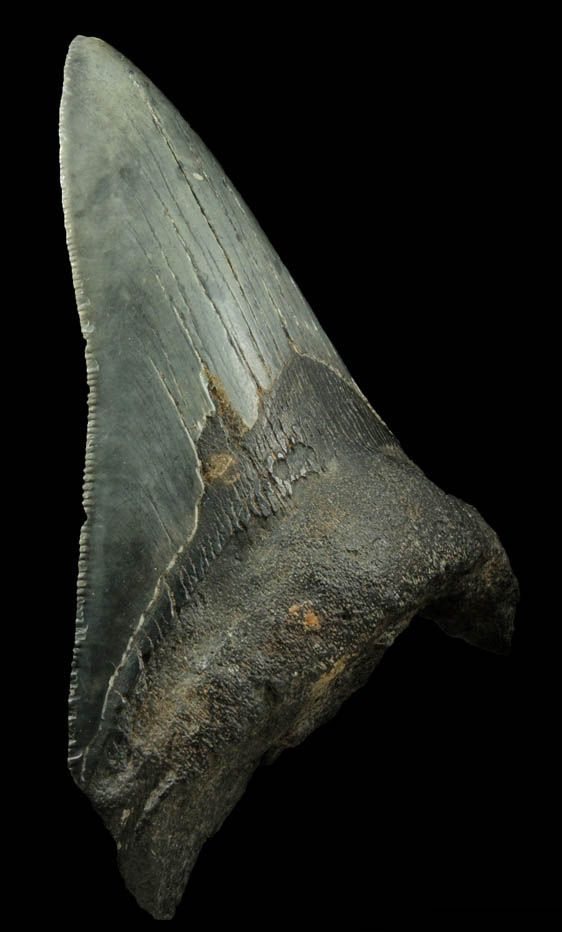 Fossilized Megalodon Shark's Tooth from Florida