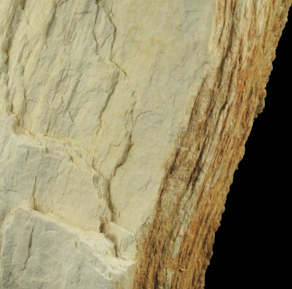 Quartz var. Petrified Coniferous Wood (Silicified Wood) from Cretaceous Potomac Group sediments, Washington, District of Columbia