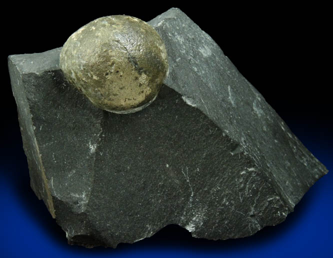 Pyrite in Shale from Tasmania, Australia