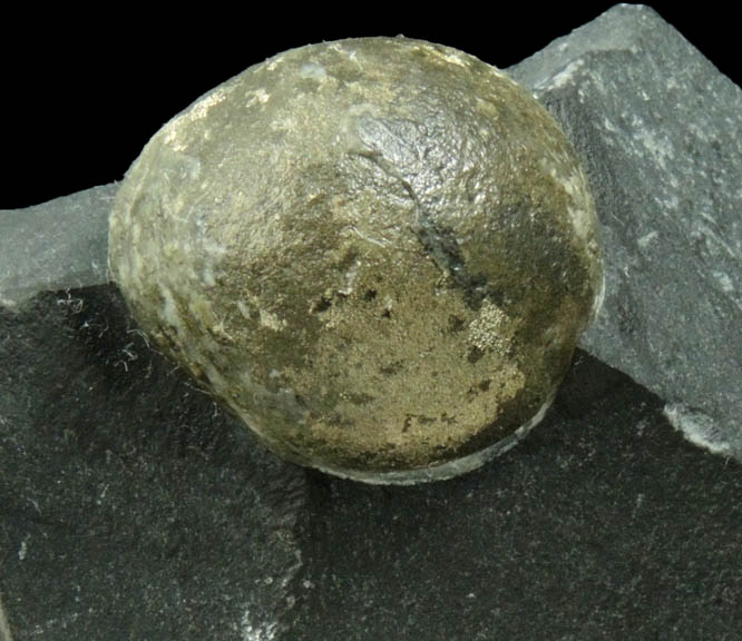 Pyrite in Shale from Tasmania, Australia