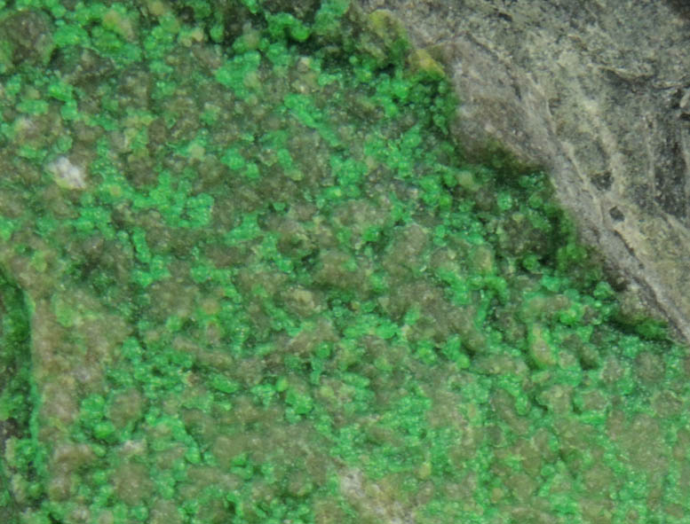 Zaratite over Hydromagnesite on Chromite from Wood's Chrome Mine, State Line District, Lancaster County, Pennsylvania