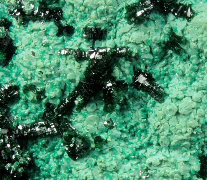 Malachite on Chrysocolla from Mashamba West Mine, 13 km west of Kolwezi, Katanga Copperbelt, Lualaba Province, Democratic Republic of the Congo