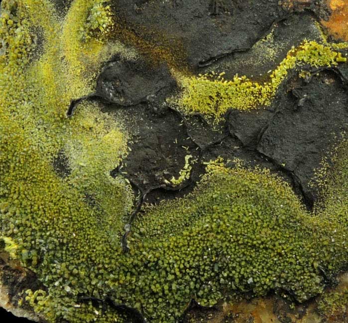 Pyromorphite, Mottramite, Vauquelinite from Allah Cooper (Valcooper) Mine, Contrary Creek District, near Mineral, Louisa County, Virginia